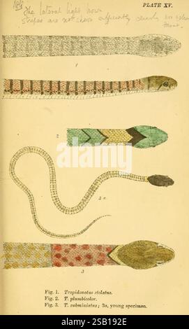 Serpents indiens, Madras, Higginbotham, 1874, Chine, Inde, serpents, Asie du Sud, taxonomie : sous-ordre = Serpentes, Amphiesma stolatum, Macropisthodon plumbicolor Rhabdophis subminiatus, l'illustration présente une étude détaillée de trois espèces de serpents différentes, mettant en évidence leurs marques et caractéristiques physiques distinctes. - **Fig. 1** représente 'Tropidonotus stolatnus', soulignant sa forme allongée et ses motifs uniques. - **Fig. 2** représente 'T. pubinicolor', caractérisé par sa coloration vibrante et ses rayures distinctes. - **Fig. 3** illustre 'T. sublimatus', noté comme un jeune spécimen, qui Banque D'Images