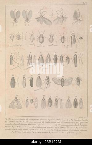 Die im Bernstein befindlichen organischen reste der Vorwelt, Berlin, in Commission der Nicolaischen Buchhandlung, 1845-56, Allemagne, Ambre, Paléontologie, Prusse, résine, fossile, la composition présente une série détaillée de divers insectes, illustrant leurs caractéristiques anatomiques uniques et leurs mécanismes de vol. Chaque spécimen est méticuleusement étiqueté avec des numéros correspondant à leurs classifications spécifiques. L'agencement comprend une variété d'insectes ailés tels que des mouches et des coléoptères, présentant des dessins complexes qui mettent en valeur leurs structures d'aile, leurs formes de corps et leurs antennes. Illust supplémentaire Banque D'Images