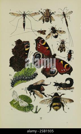 Le, commun, objets, de, le, Country, London, George, Routledge et fils, 1894, zoologie, l'illustration présente une variété d'insectes, chacun minutieusement détaillé et étiqueté pour l'identification. Au sommet, diverses espèces telles qu'une guêpe, une abeille et un moustique sont représentées, mettant en évidence leurs caractéristiques distinctes. La partie centrale présente un papillon frappant aux ailes vibrantes, accompagné d'une chenille dans son stade larvaire. Des segments supplémentaires affichent différents types d'abeilles, y compris un bourdon, et une vue détaillée d'un coléoptère. Cette collection présente un aperçu pédagogique du Banque D'Images