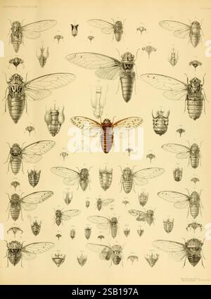 Monographie des Cicadidés orientaux. Londres, imprimé par West, Newman & Co, 1889-92. Asie, insectes, arthropodes, Cicadidés, arthropodes, L'œuvre présente un arrangement détaillé de diverses espèces de cigales, mettant en valeur leurs structures complexes et leurs formes diverses. Au centre, une cigale proéminente est illustrée, entourée de nombreuses représentations plus petites de différents types de cigales, mettant en évidence les variations dans la forme du corps, la structure des ailes et la coloration. Chaque spécimen est méticuleusement rendu en mettant l'accent sur les caractéristiques anatomiques telles que les ailes, les yeux et les jambes, fournissant une visualisation complète Banque D'Images