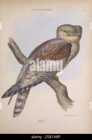 Les genres d'oiseaux, 1849, oiseaux, hibou, classification du comportement, œuvres picturales, illustration ornithologique., Une illustration magnifiquement détaillée d'un Strigiformes, communément appelé hibou, perché gracieusement sur une branche. Le plumage de la chouette présente un mélange de bruns riches et de gris subtils, soulignant son excellent camouflage dans des environnements naturels. Ses grands yeux expressifs sont frappants, véhiculant un sentiment de sagesse et d'attention. Les motifs complexes sur ses plumes et la texture de la branche d'arbre ajoutent de la profondeur à la composition, reflétant l'habitat naturel de l'oiseau. Cette œuvre capt Banque D'Images