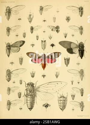 Monographie de Cicadidae oriental Londres, imprimée par West, Newman & Co, 1889-92 Asia Insects Arthropoda Cicadidae arthropode, cette illustration détaillée présente une variété d'espèces de cigales de la famille des Cicadidae, mettant en valeur leurs caractéristiques distinctes. Chaque spécimen est méticuleusement étiqueté et organisé, mettant en évidence les différences de taille, de structure des ailes et de coloration. Parmi eux, une cigale proéminente se distingue par des marques rouges et noires frappantes, attirant l'attention sur son aspect unique. Autour de cette pièce maîtresse se trouvent diverses autres cigales, illustrées avec précision, chaque démonstra Banque D'Images