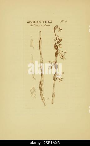 Orchidaceae Boston Houghton Mifflin 1905-22 monocotyledoneae Orchidaceae orchidées Blanche Ames femmes en science, l'illustration présente plusieurs dessins botaniques de l'espèce végétale Spiranthes salineis Ames. Il présente diverses parties de la plante, y compris des tiges allongées et des structures florales distinctes. Les représentations détaillées soulignent les caractéristiques uniques de la plante, telles que la disposition florale et les formes des feuilles, fournissant une référence visuelle claire pour l'identification et l'étude. La disposition offre une vue complète, avec des sections étiquetées pour faciliter la compréhension de chaque c Banque D'Images