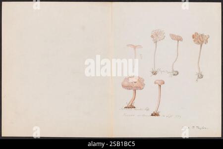 Dessins de champignons, pas avant 1839, champignons, œuvres picturales, collection de champignons délicatement illustrés, mettant en valeur diverses espèces aux formes et détails distincts. Le dessin capture les caractéristiques uniques de chaque champignon, des capuchons arrondis aux tiges minces. Les illustrations sont rendues avec des teintes douces, mettant en évidence les textures et les caractéristiques des champignons. Chaque spécimen est étiqueté et disposé de manière réfléchie, reflétant une étude botanique. Une signature et une date dans le coin inférieur droit apportent une touche personnelle, reliant l'œuvre à son créateur. Banque D'Images