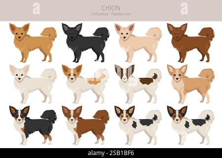 Chion clipart. Chihuahua papillon mix. Différentes couleurs de manteau. Illustration vectorielle Illustration de Vecteur