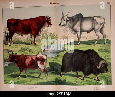 Histoire naturelle du règne animal à l'usage des jeunes Brighton, E. & J.B. Young and Co, 1889, animaux, littérature juvénile, œuvres picturales, zoologie, bovins, zébu, boeuf, taureau, vache, boeuf musqué, Bos taurus, Bos indicus, Ovibus moschatus, William Forsell Kirby, Gotthilf Heinrich von Schubert, l'illustration présente différentes races de bovins, mettant en évidence leurs caractéristiques et caractéristiques distinctives. En haut à gauche, un taureau brun se dresse fièrement à côté d'une vache rouge et blanche, toutes deux paraissant robustes et en bonne santé. Le coin supérieur droit présente un zébu élégant de couleur claire, connu pour son dos bosselé et Banque D'Images