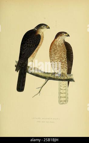 Une histoire des oiseaux d'Europe, non observée dans les îles Britanniques. v.1 Londres, G. Bell & sons, 1875-1876. Histoire, oiseaux, Europe, ornithologie, œuvres picturales, Accipiter brevipes, deux illustrations détaillées du Sparrowhawk du Levant, présentant à la fois le mâle et la femelle adultes perchés sur une branche. Le mâle est à gauche, caractérisé par un corps profilé et un plumage distinct avec un mélange de plumes foncées et striées. La femelle, à droite, affiche une forme légèrement plus volumineuse et présente des stries similaires mais plus prononcées sur sa poitrine et une coloration plus claire dans l'ensemble. Les deux oiseaux possèdent Banque D'Images