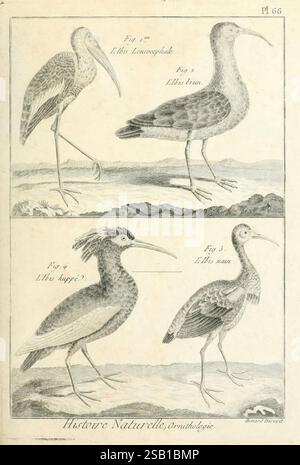 Tableau encyclopédique et méthodique des trois règnes de la nature, A Paris, chez Mme. veuve Agasse, 1823, oiseaux, œuvres picturales, l'image montre une illustration détaillée de quatre espèces d'oiseaux distinctes, chacune étiquetée avec un numéro de figure correspondant. Le premier oiseau, représenté dans le coin supérieur gauche, semble avoir un corps long et mince avec un bec légèrement courbé, représentant probablement une espèce de cigogne ou de héron. Le deuxième oiseau présente une stature plus robuste, avec un bec droit et une posture attentive. Le troisième oiseau, situé en bas à gauche, se distingue par sa couronne unique de plumes Banque D'Images