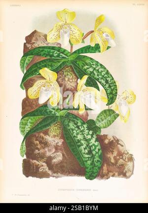 Lindenia, Gand [Belgique], Impr. F. Meyer-van Loo, 1885-1906, classification, guides, nomenclature, nomenclature populaire, Orchidaceae, orchidées, œuvres picturales, terminologie, l'illustration présente un affichage vibrant de l'orchidée Cypripedium tonkinense, caractérisée par ses fleurs jaunes frappantes avec des marques brunes complexes et des pétales délicats et volants. La plante est représentée avec des feuilles vertes luxuriantes qui mettent en valeur des taches vert foncé distinctives, ajoutant à son intérêt visuel. La composition met en valeur l'habitat naturel de l'orchidée, suggérant qu'elle s'accroche gracieusement à un tex Banque D'Images