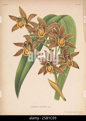 Lindenia Gand [Belgique] impr. F. Meyer-van Loo 1885-1906 guides de classification identification nomenclature nomenclature populaire Orchidaceae orchidées œuvres picturales terminologie fleurs tiges feuilles, Une superbe illustration de l'orchidée Cymbidium giganteum, mettant en valeur ses fleurs distinctives et complexes. Les fleurs sont un mélange de riches bruns et jaunes, avec des marques audacieuses qui soulignent leurs motifs uniques. Chaque fleur est positionnée parmi des feuilles vertes luxuriantes qui accentuent leurs couleurs vibrantes. La composition élégante souligne la beauté naturelle de cette espèce d'orchidée, ce qui en fait Banque D'Images