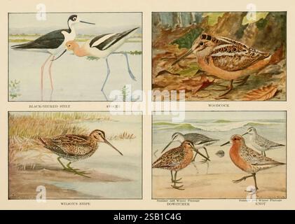 Le livre des oiseaux, oiseaux communs de ville et de campagne, gibier à plumes américain, Washington, D. C, 1918, oiseaux, l'image présente une collection de quatre illustrations d'oiseaux distinctes, chacune présentant des espèces uniques dans leur environnement naturel. 1. **Pilotis à col noir** : représenté en haut à gauche, cet oiseau se caractérise par ses longues pattes et son plumage noir et blanc saisissant. Il se tient gracieusement dans les eaux peu profondes. 2. **Avocet** : positionné à côté de l'échasses à col noir, l'Avocet est reconnu pour son bec renversé distinctif et sa forme élégante. Il est montré pataugant dans un habitat de milieu humide. 3. Banque D'Images