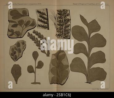 Description de la flore charbonnière de la formation carbonifère en Pennsylvanie et à travers les États-Unis Harrisburg Board of Commissioners for the second Geological Survey 1879-84 plantes botaniques fossiles de Pennsylvanie paléobotanie carbonifère histoires de fossiles, cette illustration présente une collection de gravures botaniques présentant diverses espèces d'algues marines. Chaque spécimen est méticuleusement étiqueté avec des numéros correspondant à leurs noms scientifiques respectifs, démontrant des études détaillées de la flore marine. L'arrangement comprend à la fois des représentations simplifiées et détaillées, highli Banque D'Images