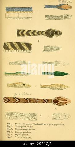 Serpents indiens, Madras, Higginbotham, 1874, Chine, Inde, serpents, Asie du Sud, Dendrelaphis pictus, Chrysopelea ornata, Ahaetulla mycterizans, Ahaetulla prasina, Boiga gokool, Boiga multomaculata, taxonomie : suborde R= Serpentes, Journée mondiale du serpent, l'illustration présente une série de représentations détaillées de têtes de serpent, mettant en valeur diverses espèces. Chaque figure est étiquetée avec son nom scientifique correspondant, soulignant les caractéristiques uniques de chaque serpent. Les spécimens représentés comprennent Dendrophis pictus, connu pour sa coloration vibrante ; Chrysemys orné, reconnu pour sa tapette distinctive Banque D'Images
