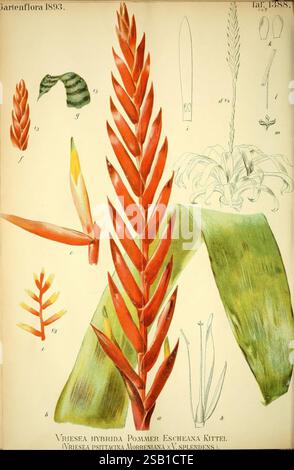 Gartenflora, Erlangen, F. Enke, 1852-1940, botanique, jardinage, Allemagne, périodiques, plantes ornementales, plante, Flower, Vriesea Hybrid, Une illustration botanique mettant en valeur le vibrant hybride Vriesea, en particulier la variété Escheana Kittel, ainsi que diverses études des caractéristiques de la plante. L'illustration centrale montre bien en évidence la pointe florale rouge allongée avec des bractées densément tassées, caractérisant l'aspect distinctif de la plante. Autour de l'image principale se trouvent des croquis détaillés de feuilles, y compris une large feuille verte et une poignée de types de feuillage plus petits, illustrant la plante. Banque D'Images