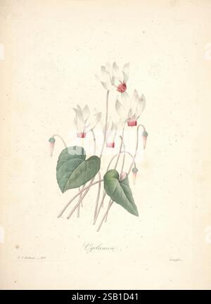Choix des plus belles fleurs Paris Ernest Panckoucke 1833 botanique France icones oeuvres picturales Pierre-Joseph redouté fleurs Cyclamen persicum cyclamen persan, Un délicat arrangement de fleurs de Cyclamen, mettant en valeur leurs feuilles en forme de cœur et leurs tiges minces. Les fleurs, avec leurs pétales élégants, présentent une douce palette de blanc et de subtiles notes de rouge au centre, gracieusement courbées vers le haut. Le riche feuillage vert offre un contraste vibrant aux fleurs, créant une composition harmonieuse qui met en valeur la beauté de cette espèce végétale. La présentation générale capture le Banque D'Images