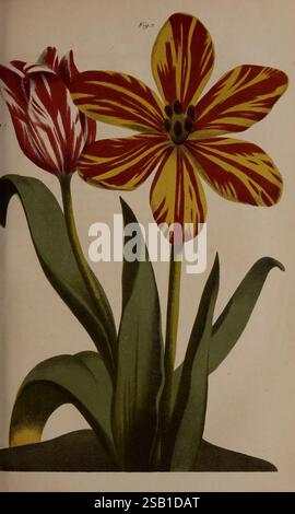 Belgique, horticole, Liége, botanique, horticulture, périodiques, plantes, l'illustration présente une composition saisissante de deux fleurs distinctes. Sur la gauche, une tulipe rayée rouge et blanche met en valeur ses élégants pétales arrondis qui s'effilent subtilement, complétés par des feuilles vertes luxuriantes. Sur la droite, une fleur vibrante avec des pétales rayés jaunes et rouges se déploie, affichant une forme étoilée avec des centres sombres contrastés. Les deux fleurs s'élèvent gracieusement d'une base verdoyante commune, améliorant la beauté naturelle et les détails complexes de l'arrangement floral. Banque D'Images