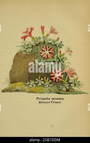 Der Führer in die Pflanzenwelt, Langensalza, Schulbuchhandlung von F.G.L. Gressler, 1866, Allemagne, plants, Primula minima, la scène présente un arrangement naturel charmant avec de délicates fleurs roses et rouges mises en évidence au milieu d'un feuillage vert luxuriant. Un petit affleurement rocheux sert de toile de fond, partiellement recouvert de verdure vibrante et de plantes à fleurs supplémentaires, créant une atmosphère sereine, semblable à un jardin. Sous l'affichage floral, une base de terre douce ajoute une touche de chaleur à la composition. Le nom botanique 'Primula minima' est élégamment inscrit ci-dessous, indiquant qu'il s'agit de dimi Banque D'Images
