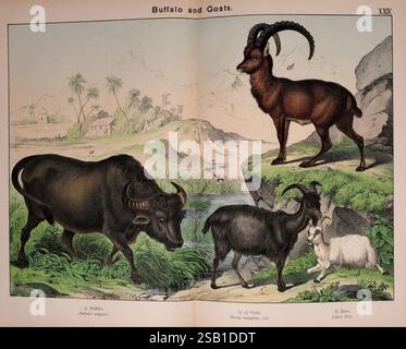 Histoire naturelle du règne animal à l'usage des jeunes Brighton, E. & J.B. Young and Co, 1889. animaux, littérature juvénile, œuvres picturales, zoologie, buffle, chèvre, bouillon, William Forsell Kirby, Gotthilf Heinrich von Schubert, la scène présente une variété d'animaux dans un cadre naturel. Sur la gauche, un majestueux buffle d'eau se dresse près d'une source d'eau sereine, exposant sa construction puissante et ses cornes distinctes. À droite, un groupe de chèvres est représenté, présentant différentes races, y compris la chèvre robuste avec des cornes proéminentes et deux chèvres plus petites, dont une race blanche, ajoutent Banque D'Images