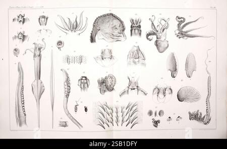 I Cefalopodi viventi nel Golfo di Napoli (sistematica) Berlin, R. Friedländer & Sohn,1896, Cephalopoda, mollusques, naples, baie d'italie, poulpe, calmars, loligo marmorae, loligo media, argonauta argo, les monstres sont réels, à venir io mercuriano, zoologie des invertébrés, Giuseppe Jatta, l'illustration présente un éventail diversifié de céphalopodes, mettant en évidence leurs structures anatomiques complexes et leurs adaptations. Il comprend diverses espèces de calmars et de poulpes, avec des vues détaillées de leurs tentacules, siphons et autres caractéristiques physiologiques. Chaque spécimen est méticuleusement étiqueté, fournissant des informations i Banque D'Images