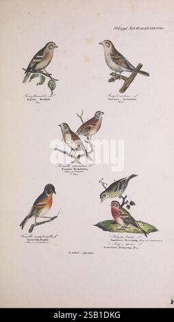 Skandinaviens fugle Kjøbenhavn L.A. Jørgensen 1875-1879 oiseaux Danemark Islande Groenland Scandinavie linnet eurasien Fringilla coelebs Chaffinch passer domesticus House Sparrow Fringilla montifringilla Brambling siskin eurasien Spinus spinus Acanthis cabaret petit redpoll Linaria cannabina, cette illustration présente une collection de six espèces d'oiseaux distinctes, chacune soigneusement détaillée avec des annotations en dessous. Les oiseaux sont représentés dans différentes postures, représentant leurs comportements et environnements naturels. 1. L'oiseau en haut à gauche, avec des verts et des bruns subtils, est perché et semble être pour Banque D'Images