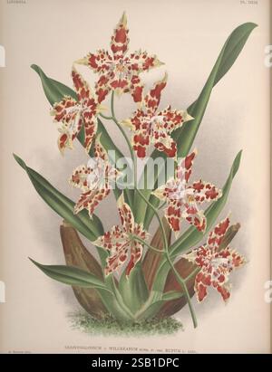Lindenia, Bruxelles, L. Linden, 1891-[1897?], Orchidaceae, périodiques, œuvres picturales, Une représentation magnifiquement illustrée de l'orchidée Odontoglossum x wilckenium, mettant en valeur ses fleurs frappantes ornées de motifs complexes de rouges et blancs. La plante présente des feuilles vertes allongées qui fournissent une toile de fond luxuriante aux fleurs vibrantes, qui sont densément regroupées. Chaque fleur affiche des marques délicates qui renforcent son attrait exotique, tandis que les racines émergent subtilement d'une base texturée, ancrant la composition dans son habitat naturel. Banque D'Images