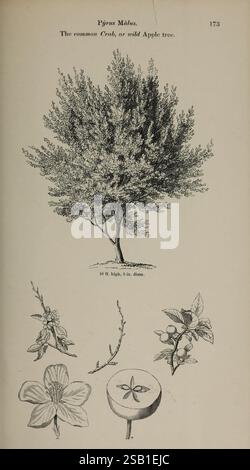 Arboretum et fruticetum britannicum, or London, J.C. Loudon, 1844, botanique, classification, Grande-Bretagne, identification, arbustes, arbres, une illustration détaillée mettant en vedette le Malus domestica, communément connu sous le nom de crabe commun ou pommier sauvage. L'arbre est représenté avec une canopée pleine de feuilles, atteignant une hauteur de 16 pieds avec un diamètre de 5 pouces. Sous l'arbre, plusieurs éléments botaniques sont montrés : une branche fleurie avec des fleurs délicates, des fruits ressemblant aux petites pommes rondes caractéristiques des variétés de pomme de crabe, et une coupe transversale d'une pomme, mettant en évidence sa structure intérieure Banque D'Images
