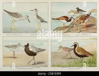 Le livre des oiseaux, Washington, D. C, 1921. Oiseaux, États-Unis, L'illustration présente une collection d'oiseaux de rivage, chacun représenté dans son habitat naturel. Dans le coin supérieur gauche, une godwit à queue noire se dresse gracieusement près du bord de l'eau, mettant en valeur ses longues pattes et son bec distinctif. Adjacent à lui, un élégant curlew eurasien est élégamment mis en valeur, soulignant son bec courbe caractéristique. Ci-dessous, un jaune plus petit est représenté pataugant dans les eaux peu profondes, son cadre élancé contrastant avec l'aspect plus robuste du pluvier à ventre noir à côté, qui est également montré sur le rivage Banque D'Images
