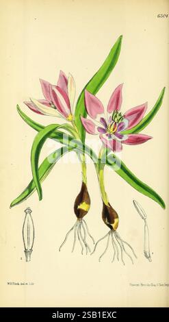 Curtis's Botanical Magazine London Botanical illustration Botanique périodiques ouvrages picturaux plantes fleurs ornementales tiges feuilles Tulipa pulchella Tulipa humilis Tulip, cette illustration présente deux fleurs exquises d'un type d'orchidée, caractérisées par leurs délicats pétales roses qui sont élégamment accentués avec des teintes violettes plus profondes au centre. Les fleurs sont montrées en pleine floraison, avec chaque pétale gracieusement courbé vers l'extérieur, tandis que les détails complexes de l'étamine peuvent être vus clairement. Sous les fleurs, les racines des plantes sont représentées, mettant en valeur leur structure bulbeuse et leur fine fib Banque D'Images