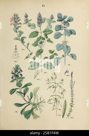 Pflanzen-Atlas nach dem Linné'schen System, Stuttgart, juillet Hoffmann, 1881, atlas, botanique, classification, plants, Une page botanique magnifiquement illustrée présentant diverses espèces végétales. Au sommet, deux plantes à fleurs différentes sont présentées, avec des représentations détaillées des feuilles et des fleurs. En dessous de ceux-ci, un groupe d'herbes diverses est illustré, avec des motifs de feuilles complexes et des structures florales. Chaque plante est numérotée et étiquetée, fournissant une référence éducative pour aider à l'identification. L'arrangement met en évidence les caractéristiques uniques et les variations de chaque spécification Banque D'Images