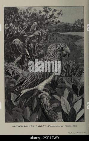 The Avicultural magazine Ascot Berkshire Avicultural Society Birds cage Birds Perroquet à cou brun Poicephalus fuscicollis, cette illustration présente un perroquet à cou brun, connu scientifiquement sous le nom de Poicephalus fuscicollis, perché bien en vue sur une branche. Le perroquet présente une coloration distinctive avec des verts et des bruns riches qui complètent ses caractéristiques vibrantes. En arrière-plan, deux autres perroquets sont nichés dans le feuillage, contribuant à un cadre naturel luxuriant. La représentation détaillée met en évidence le plumage et les caractéristiques uniques du perroquet, offrant un aperçu de son habi Banque D'Images