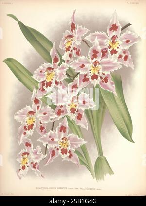 Lindenia, Bruxelles, L. Linden, 1891-[1897?], Orchidaceae, périodiques, œuvres picturales, Un arrangement délicat d'Odontoglossum crispum, avec des pétales élégants et rose pâle avec des taches marron complexes et de riches accents jaunes en leurs centres. Les fleurs affichent une beauté somptueuse, avec leur forme gracieuse et leurs couleurs vibrantes créant un attrait visuel frappant. Des feuilles vertes luxuriantes encadrent les fleurs, améliorant leur allure et suggérant un habitat tropical. Cette illustration capture les détails complexes de chaque fleur, mettant en valeur les motifs exquis et les textures qui définissent cette orchidée magnifique Banque D'Images