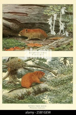 Animaux sauvages de l’Amérique du Nord Washington, D.C. mammifères Amérique du Nord Clethrionomys gapperi Arborimus longicaudus Evotomys gapperi Myodes gapperi Phenacomys longicaudus souris à dos rouge campagnard roux souris à dos rouge campagnard roux campagnard Edward William Nelson Louis Agassiz Fuertes, l’illustration présente deux espèces distinctes de petits mammifères dans leur milieu naturel. La partie supérieure représente une souris à dos rouge, caractérisée par son dos brun rougeâtre et les détails subtils de sa fourrure, nichée parmi les feuilles et les branches tombées, avec de délicates fleurs blanches à proximité. La partie inférieure sho Banque D'Images