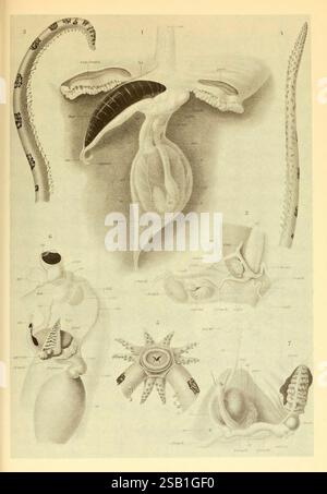 Atlas des céphalopodes, 1975. Cephalopoda, Bathothauma lyromma, Teuthowenia antarctica, taxonomie Binomial, Galiteuthis glacialis, L'illustration présente une étude anatomique détaillée de diverses espèces de céphalopodes, mettant en évidence les caractéristiques clés de leur système reproducteur et de leurs structures anatomiques. Chaque partie étiquetée correspond à des composants spécifiques, tels que les organes reproducteurs et les caractéristiques glandulaires, soulignant la morphologie complexe de ces créatures marines. Diverses espèces représentées présentent des adaptations uniques adaptées à leur environnement, fournissant un aperçu de leurs fonctions biologiques A. Banque D'Images