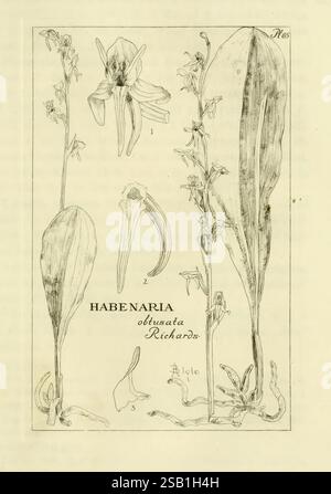Orchidaceae : Boston, Houghton Mifflin, 1905-22. Monocotylédones, Orchidaceae, orchidées, Blanche Ames Ames, femmes en science, L'illustration montre les détails botaniques de l'Habenaria obtusata, une espèce d'orchidée. Il présente diverses parties de la plante, y compris ses fleurs, ses feuilles et ses racines distinctes. Les lignes complexes décrivent la forme et la structure uniques de la fleur, avec des annotations indiquant des éléments spécifiques tels que les pétales et les sépales. La disposition globale met l'accent sur les proportions naturelles et les caractéristiques anatomiques de la plante, fournissant un aperçu précieux de sa forme et de ses caractéristiques Banque D'Images