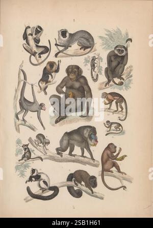 Atlas sistemático de historia Natural para uso de las escuelas y de las familias, Madrid, España, Imprenta de Rojas, 1867, distribución geográfica de animales y plantas, historia Natural, instituto Mora., l'illustration présente un large éventail de singes et primates présentés dans diverses poses et décors. Au centre de la composition se trouve un grand primate assis et tenant un fruit, entouré d'espèces plus petites engagées dans des activités ludiques ou détendues. Les personnages notables incluent un singe suspendu à une branche, un toilettant un autre, et un groupe interagissant avec leur environnement. Chaque créature l'est Banque D'Images