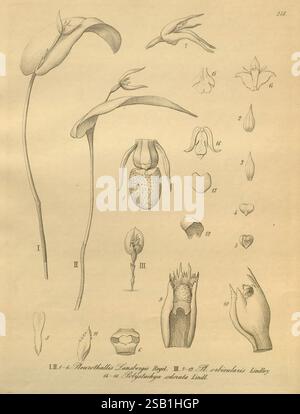 Xenia orchidacea Leipzig F.A. Brockhaus 1858-1900, l'illustration présente diverses études détaillées de la structure florale du genre Paphiopedilum, communément appelé orchidées de pantoufles de dame. L'œuvre présente de multiples vues des fleurs, y compris les pétales, sépales et organes reproducteurs. Chaque composant est étiqueté avec des chiffres, soulignant des caractéristiques spécifiques telles que la poche distincte en forme de pantoufle de la fleur. La représentation stylisée souligne les formes complexes et les caractéristiques uniques de ces orchidées, transmettant leur signification botanique et leur beauté. Banque D'Images