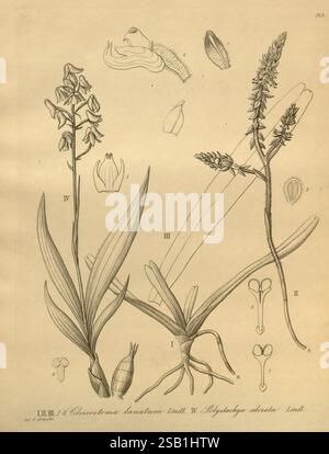 Xenia orchidacea, Leipzig, F. A. Brockhaus, 1858-1900., l'illustration présente deux spécimens botaniques distincts représentés avec des détails méticuleux. Sur la gauche, une plante à fleurs caractérisée par des feuilles allongées et minces et un pic proéminent de fleurs est présenté. Chaque fleur est détaillée, montrant la structure des pétales et les subtilités des organes reproducteurs. À droite, une autre espèce est affichée, connue pour ses feuilles ressemblant à de l'herbe et sa tige à fleurs fine et haute. Autour des plantes principales sont des études supplémentaires des composants floraux, y compris des vues rapprochées de fleurs individuelles, se Banque D'Images