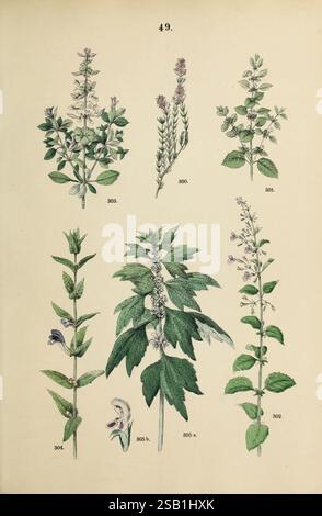 Pflanzen-Atlas nach dem Linné'schen System, Stuttgart, juillet Hoffmann, 1881, atlas, botanique, classification, plants, Une illustration détaillée présentant une collection de six études botaniques, chacune étiquetée distinctement avec un numéro. L'arrangement présente diverses espèces de plantes, caractérisées par leurs structures vertes feuillues et leurs formations florales complexes. Chaque plante est représentée avec une attention particulière aux détails, mettant en évidence les formes et textures uniques des feuilles et des fleurs. La diversité de leurs formes suggère une riche variété de vie végétale, éventuellement utilisée à des fins médicinales ou culinaires, Banque D'Images