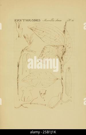 Orchidaceae, 1905-22, Monocotyledoneae, Orchidaceae, orchidées, blanche Ames Ames, Women in Science, Une illustration botanique mettant en vedette l'espèce végétale Erythrodes Merrillii Ames. L'image comprend des représentations détaillées de diverses parties de la plante : la structure florale, les feuilles et d'autres caractéristiques anatomiques sont étiquetées avec des numéros correspondants pour référence. Les lignes complexes soulignent les formes et les textures uniques de la plante, mettant en valeur l'attention de l'artiste aux détails botaniques. Chaque composant étiqueté représente à la fois l'étude scientifique de la plante et ses caractéristiques visuelles, co Banque D'Images