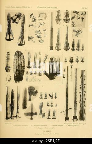 Wissenschaftliche Ergebnisse der Deutschen Tiefsee-Expedition auf dem Dampfer 'Valdivia' 1898-1899. Jena, G. Fischer, 1902-40. Deutsche Tiefsee-expédition 1898-1899, animaux marins, expéditions scientifiques, navire Valdivia, voyages autour du monde, oursins., l'illustration présente une collection détaillée de dessins scientifiques représentant diverses espèces et structures d'échinoïdes. Il comprend des diagrammes étiquetés d'oursins avec des caractéristiques anatomiques illustrées de manière méticuleuse, telles que le test (coquille externe), les épines et les pieds du tube. Les images mettent en valeur les diverses formes et tailles de ceux-ci Banque D'Images