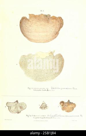 Iconographie des champignons de Paulet, New York, H. Baillière, 1855, champignons, L'illustration présente une série d'études botaniques détaillées. En haut, deux formes distinctes de l’espèce *Lobaria retigera* sont représentées, mettant en évidence leurs formes et textures uniques. Ci-dessous, un gros plan de *Pleurotus ostreatus*, communément appelé champignon huître, illustre sa structure caractéristique en éventail et ses branchies. Chaque spécimen est numéroté et accompagné d'étiquettes, fournissant une référence claire à l'espèce respective. La composition globale souligne les détails complexes et les variations de Banque D'Images