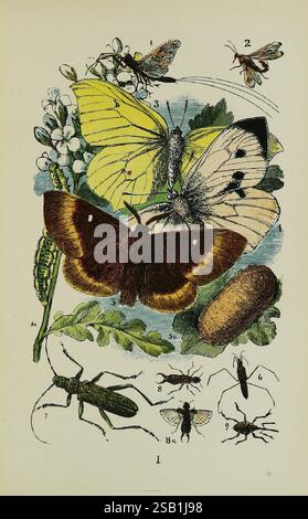 Les objets communs du pays, Londres, George Routledge and sons, 1894, zoologie, Un assortiment vibrant d'insectes et de papillons représentés sur une toile de fond botanique. La scène présente un grand papillon brun et jaune au centre, mettant en valeur ses motifs complexes. Il est entouré de diverses espèces, y compris de délicats papillons blancs et jaunes, ainsi que de petits insectes comme les mouches et les coléoptères. L'illustration met en évidence la beauté naturelle et la diversité de ces créatures, en soulignant les détails complexes de leurs ailes et de leur corps, aux côtés de feuilles vertes luxuriantes et de plantes à fleurs Tha Banque D'Images