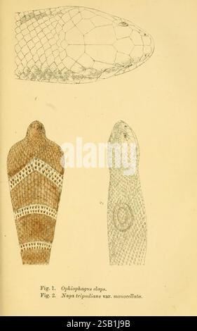 Serpents indiens, Madras, Higginbotham, 1874, Chine, Inde, serpents, Asie du Sud, taxonomie : suborde R= Serpentes, Ophiophagus hannah, Naja kaouthia, cette illustration présente trois représentations distinctes de serpents. La première figure, étiquetée 'Ophiophagus claps', met en valeur la tête d'un serpent avec une surface texturée à motifs, soulignant les détails complexes de ses écailles et ses marques uniques. La deuxième figure présente 'Naja tripudians var. monocellata', se concentrant également sur la tête, mais avec un motif d'échelle différente qui présente un aspect lisse. Les deux figures soulignent la caractéristique anatomique Banque D'Images