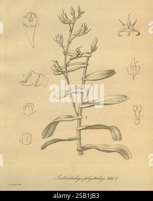 Xenia orchidacea, Leipzig, F.A. Brockhaus, 1858-1900., cette illustration présente l'espèce végétale Listera phytolaccaefolia, avec une représentation détaillée de sa tige et de ses feuilles. Autour de la plante centrale se trouvent divers croquis anatomiques, illustrant des détails plus fins tels que les structures florales et d'autres éléments botaniques. Chaque section étiquetée met en évidence des caractéristiques spécifiques, fournissant une étude complète de cette espèce particulière. La mise en page globale combine des approches artistiques et scientifiques de la représentation de la plante, en mettant l'accent sur ses caractéristiques uniques et sa morphologie. Banque D'Images
