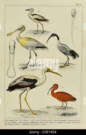 Praktische Naturgeschichte der Vögel, Leipzig, 1850, oiseaux, œuvres picturales, L'illustration présente une variété d'espèces d'oiseaux disposées dans un format structuré, chacune numérotée pour référence. 1. Le premier oiseau, caractérisé par ses longues pattes et son cou élancé, est représenté avec un bec distinct qui s'incurve légèrement vers le bas, suggérant un comportement de passage à gué. 2. Le deuxième oiseau présente un plumage élégant, avec une tête proéminente avec une crête, connue pour son aspect frappant et sa posture gracieuse. 3. Le troisième spécimen présente un motif contrastant de plumes foncées et claires, indiquant éventuellement un speci Banque D'Images