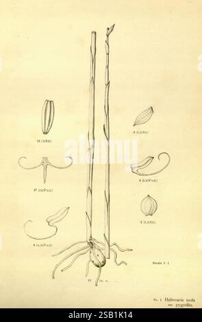 Botanica Rio de Janeiro la Commissão 1910-1923, cette œuvre présente une illustration de la Habenaria nuda var. pygmée, une espèce d'orchidée. La composition comprend des représentations détaillées de différentes parties de la plante, mettant en valeur deux tiges verticales avec des fleurs allongées illustrées ci-dessus. Plusieurs annotations mettent en évidence des caractéristiques distinctes, y compris les fleurs et la structure de la racine. Le rendu soigné souligne les formes délicates et les détails complexes caractéristiques de cette variété d'orchidée, offrant un aperçu de son anatomie botanique. Les étiquettes et numéros d'accompagnement indiquent Specif Banque D'Images