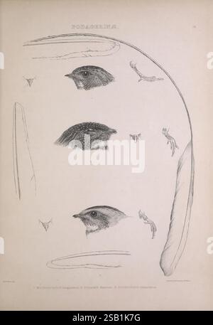 Les, genres, de, oiseaux, Londres, 1849, oiseaux, classification comportementale, pictural, œuvres, ornithologique, illustration, l'œuvre présente une série de croquis détaillés mettant en valeur divers aspects de l'anatomie aviaire, en particulier les yeux et les structures de la tête de l'espèce Podagrion. La section supérieure présente des vues rapprochées des yeux, mettant en évidence des textures et des motifs complexes, tandis que la partie inférieure développe des caractéristiques anatomiques supplémentaires. Les illustrations sont complétées par une étiquette scientifique, soulignant le but éducatif de la pièce, qui semble faire partie d'un ornithologica Banque D'Images
