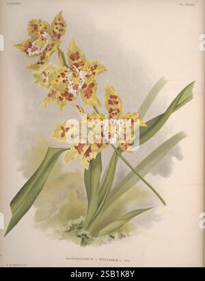 Lindenia, Bruxelles, L. Linden, 1891-[1897?], Orchidaceae, périodiques, œuvres picturales, Une représentation vibrante de l'orchidée Odontoglossum x spectabile, mettant en valeur des pétales jaunes frappants ornés de motifs complexes rouges et bruns. Les fleurs, disposées gracieusement, sont complétées par des feuilles vertes luxuriantes qui forment une toile de fond naturelle. Cette illustration capture l'élégance et la beauté unique de cette orchidée hybride, soulignant ses détails complexes et l'interaction délicate des couleurs qui améliorent son allure. Banque D'Images