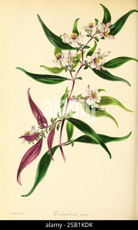 Paxton's Magazine of Botany London Orr et Smith botaniques périodiques fleurs tiges feuilles, Une illustration botanique met en valeur la beauté délicate de la plante Centranthus ruber. L'œuvre présente un arrangement gracieux de feuilles vertes minces, entrecoupées de grappes de petites fleurs blanches qui affichent de subtiles notes de rose et de jaune en leur centre. Les feuilles présentent une teinte vert foncé vibrante, contrastant avec une coloration rougeâtre-violette frappante sur certaines tiges. Cette illustration met en évidence les détails complexes de la plante, capturant l'élégance de sa forme naturelle ainsi que le del Banque D'Images