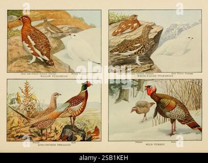 Le livre des oiseaux, oiseaux communs de ville et de campagne et oiseaux de gibier américain Washington, D. C, 1918, oiseau, oiseaux, dinde, faisan, tétras, Phasianus colchicus, volaille, ornithologie, caille, dinde sauvage, Meleagris gallopavo, faisan commun, saule ptarmigan, Phasianidae, faisan à col annulaire, Lagopus, Phasianus, ptarmigan à queue blanche, Galliformes, Lagopus leucura, Neognathae, oiseaux du Nouveau monde, oiseaux du Vieux monde, oiseaux d'Asie, Louis Agassiz Fuertes, Phasianinae, Phasianus colchicus, oiseaux d'Amérique du Nord, Meleagris gallopavo, Lagopus lagopus, oiseaux d'Europe, Lagopus leucura, animal asiatique, caille des neiges, Nord Banque D'Images